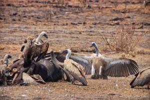 Vultures feeding on a dead buffalo