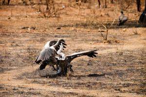 Vultures fighting