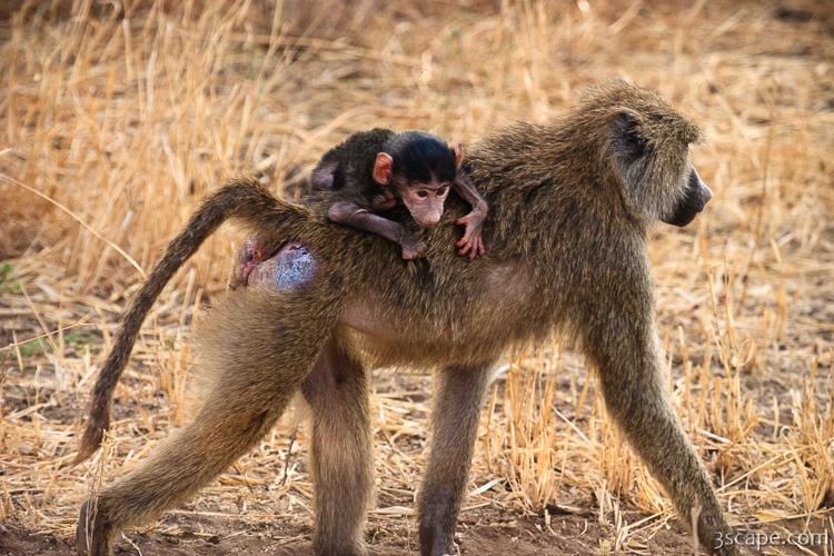 Baby baboon riding piggyback with mom