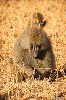 Adult baboon