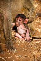 Tiny baby baboon