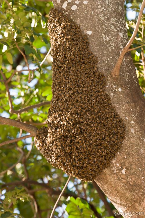 Mass of bees
