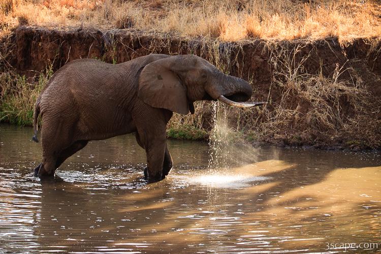 Elephant drinking water Photograph by Adam Romanowicz