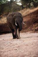 Elephant cooling himself off with sand