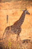 Baby Masai Giraffe