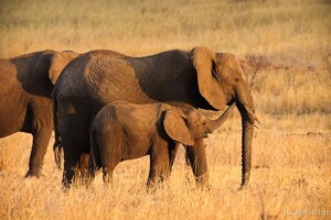 Mom and Baby Elephants