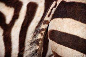 Close up of a few zebras