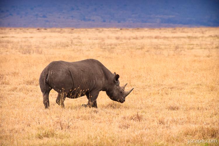 Black Rhino Photograph by Adam Romanowicz