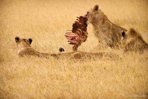 These lions had their fill of an unlucky zebra