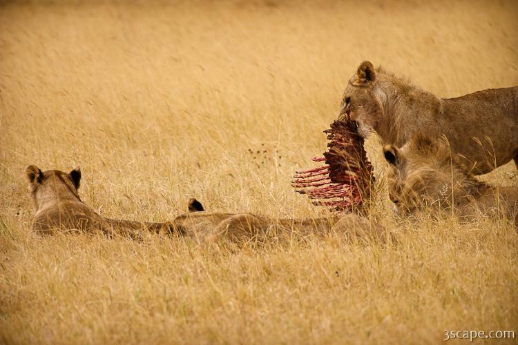 These lions had their fill of an unlucky zebra