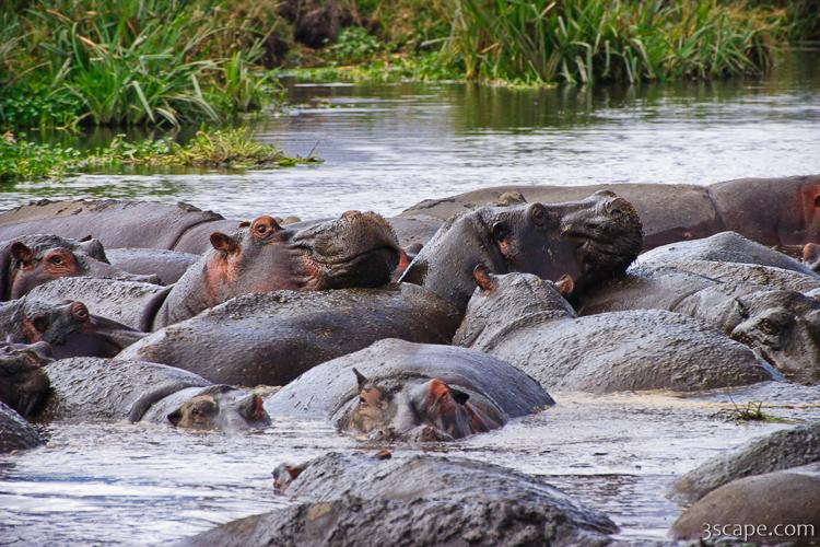 These hippos were laying all over each other