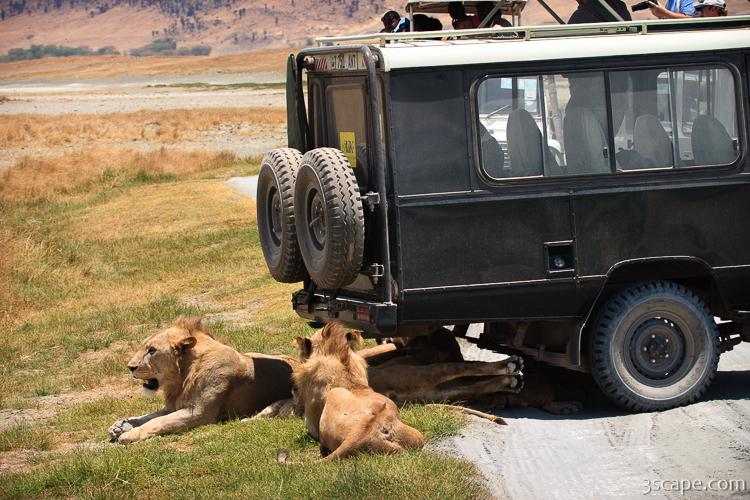 A pride of lions and cubs resting in the shade of the vehicle