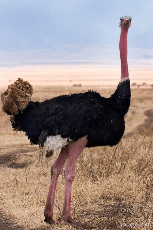 Male ostrich Photograph Fine Art Prints by Adam