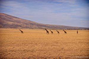 Giraffes on parade through the Serengeti
