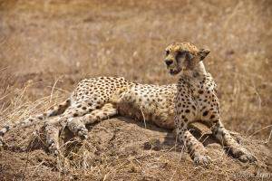 Female cheetah laying on a termite hill