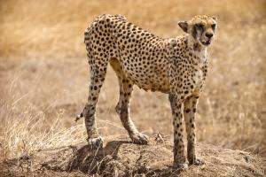 Cheetah surveying her surroundings