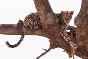 Leopard with a fresh gazelle kill in a tree