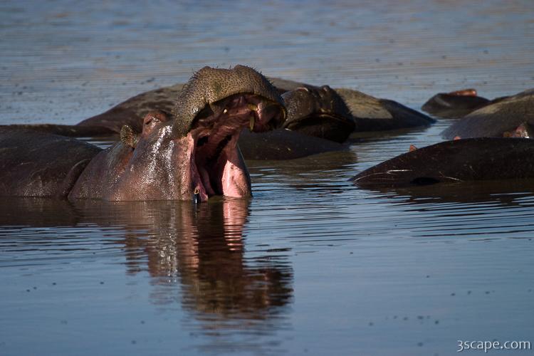 Hippo opening wide