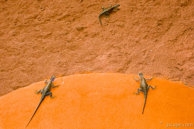 Several lizards
