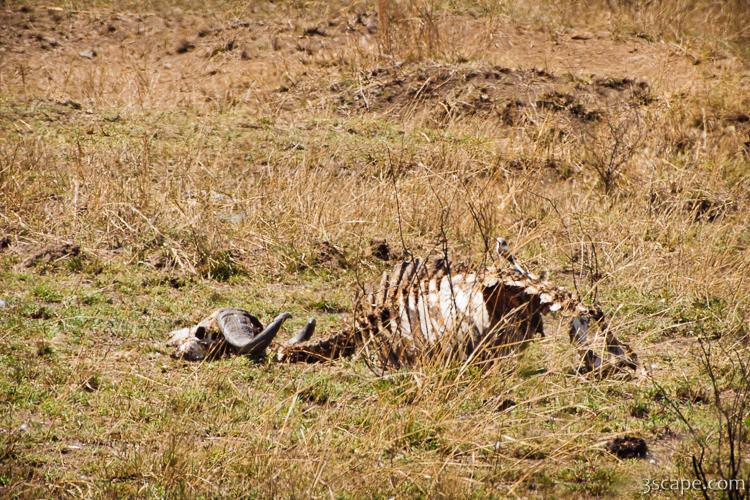 Skeletal remains of a Cape Buffalo
