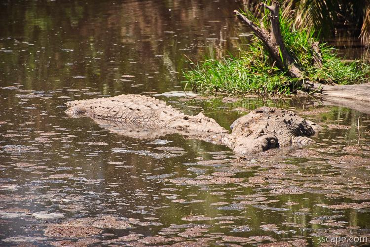 Two Nile Crocodile
