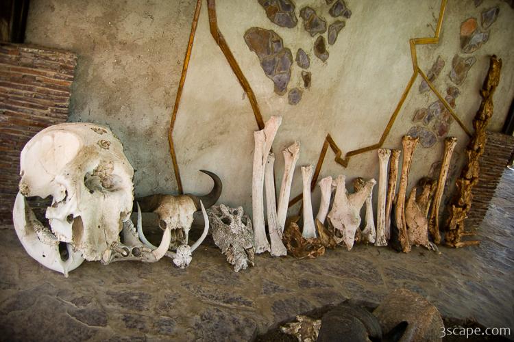 Skulls of various Serengeti animals