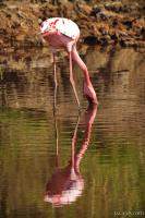 Flamingo admiring its reflection