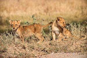 Two adorable lion cubs