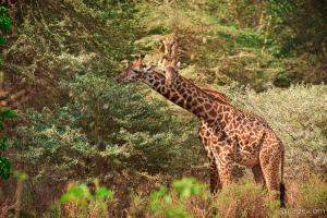 Giraffes munching on trees