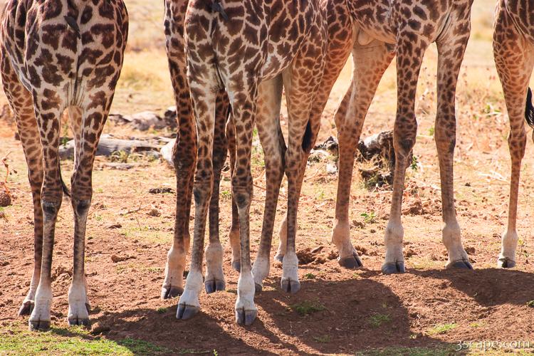Giraffe legs Photograph by Adam Romanowicz