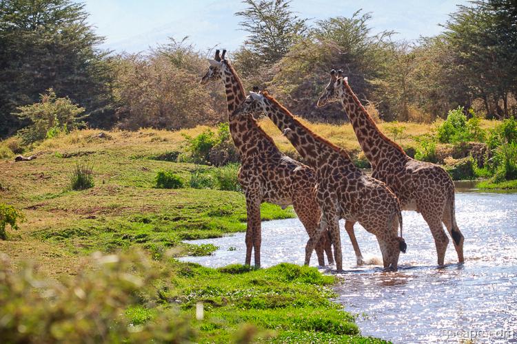 Giraffes crossing the river