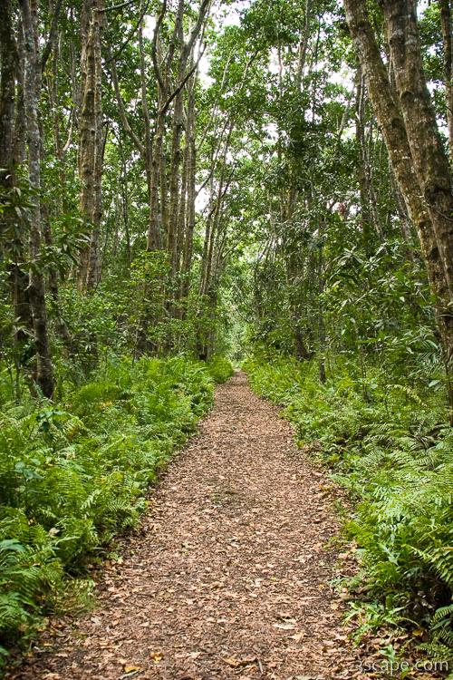 Trail through the lush Jozani Forest