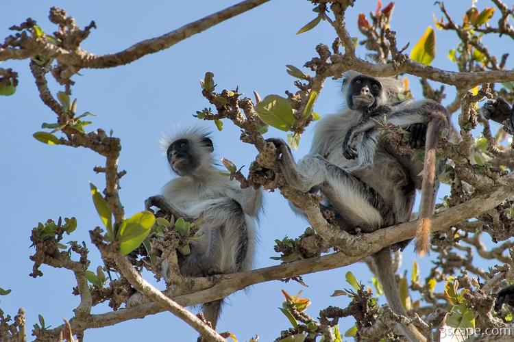 These Red Colobus monkeys are found only on Zanzibar