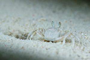 Zippy sand crab would scurry in and out of its hole