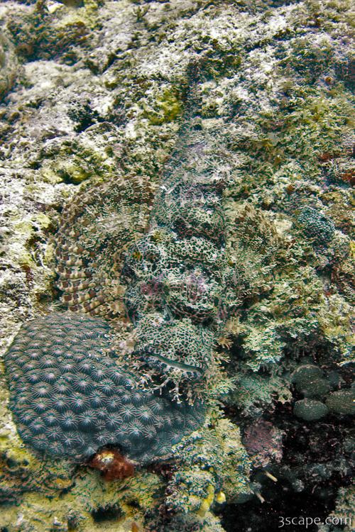 Scorpion fish camouflaged in the coral