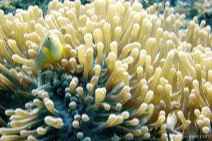 Anemone and skunk clown fish