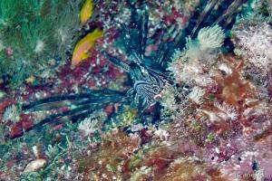 Lion fish hiding in the coral