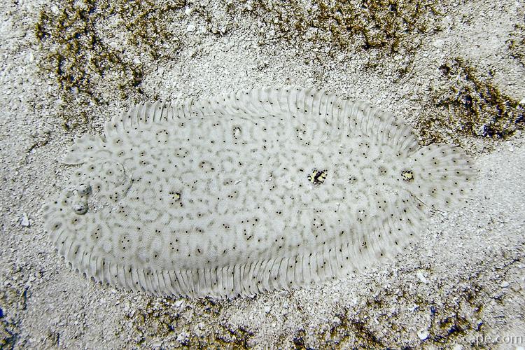 Milky sole fish blends into the sand