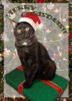 Persy the Christmas Cat