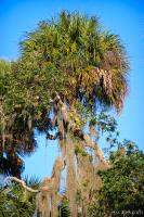 Palm tree and hanging 'stuff' that animals use for nests and bedding