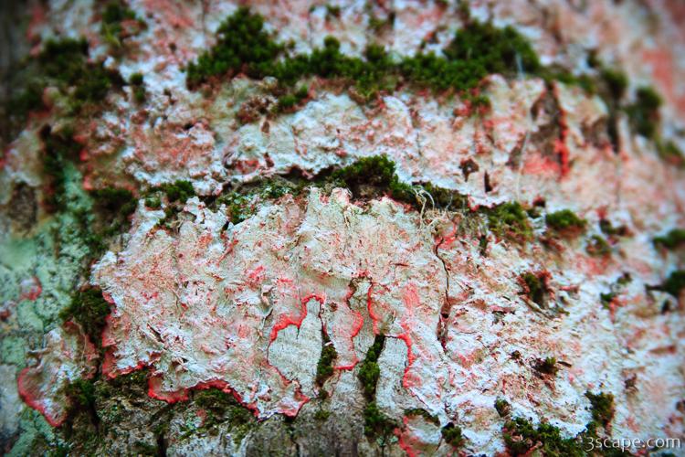 Lichens on a tree