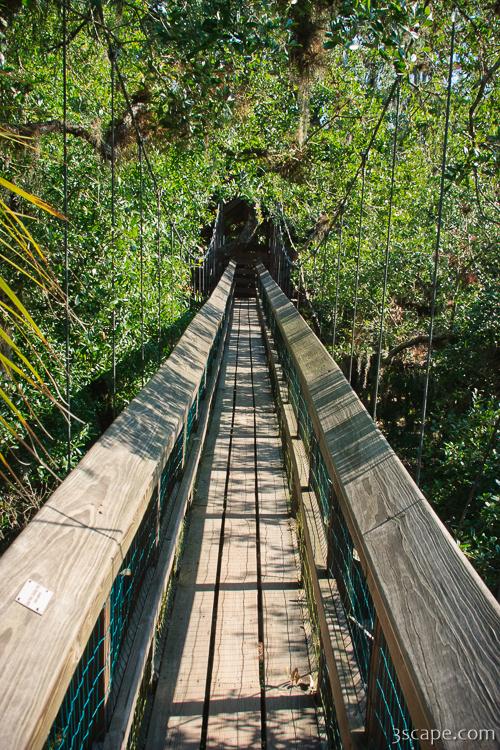 There is a short canopy walkway that gets you to tree height