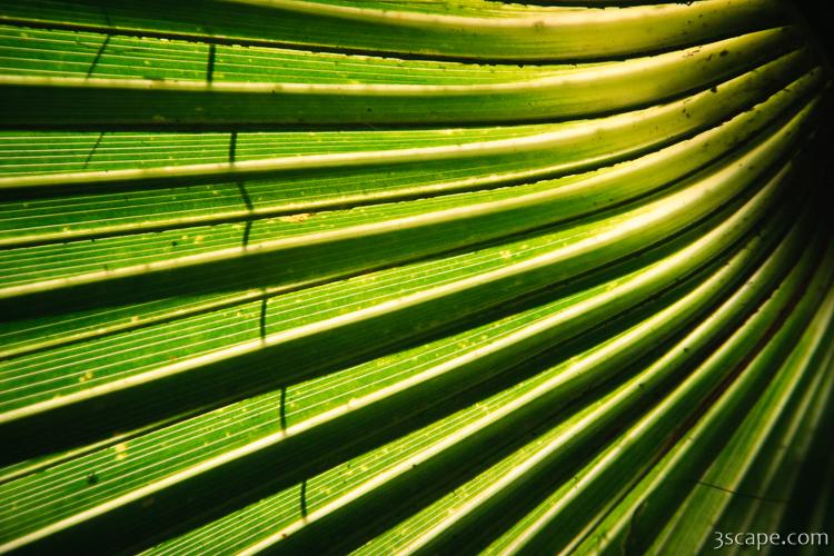 Abstract Palm leaves
