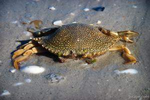 Dead crab