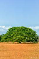 Large Guanacaste tree