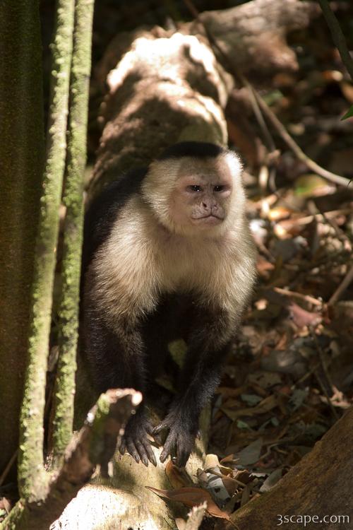 Angry white faced monkey