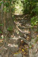 Trail through Manuel Antonio National Park