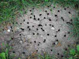 Holes in the ground where cicadas emerged
