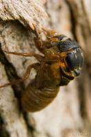 A bigger cicada emerging from its old shell