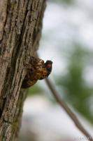 A bigger cicada emerging from its old shell